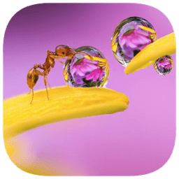 ikon 130 Photo Crosswords