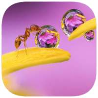 130 Photo Crosswords