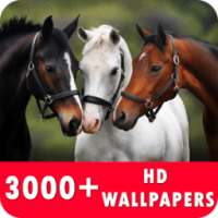 Horse Live Wallpapers HD