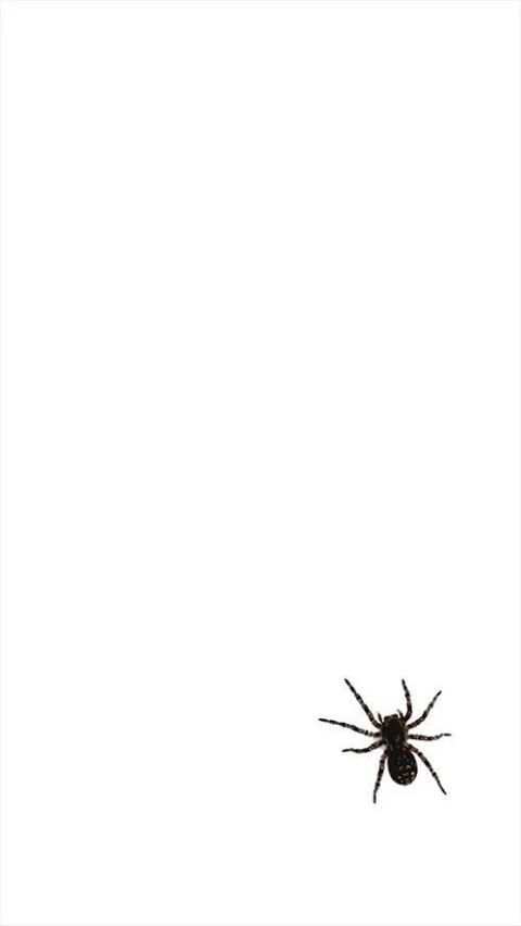 Spider Live Wallpaper 4 تصوير الشاشة