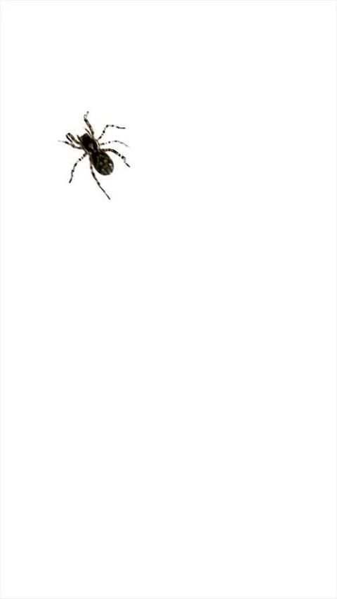 Spider Live Wallpaper 2 تصوير الشاشة