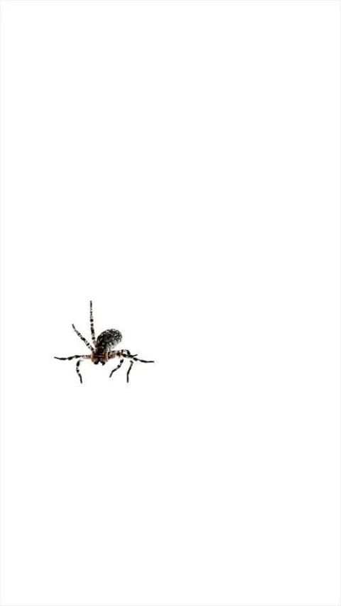 Spider Live Wallpaper 3 تصوير الشاشة