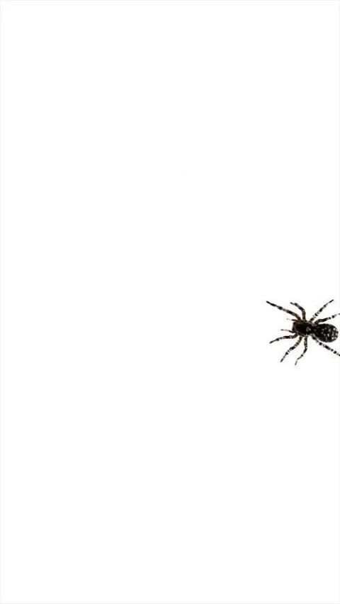 Spider Live Wallpaper 1 تصوير الشاشة