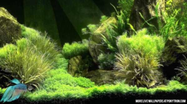 Betta Fish Live Wallpaper स्क्रीनशॉट 1