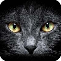 Find a Cat - Hidden Objects