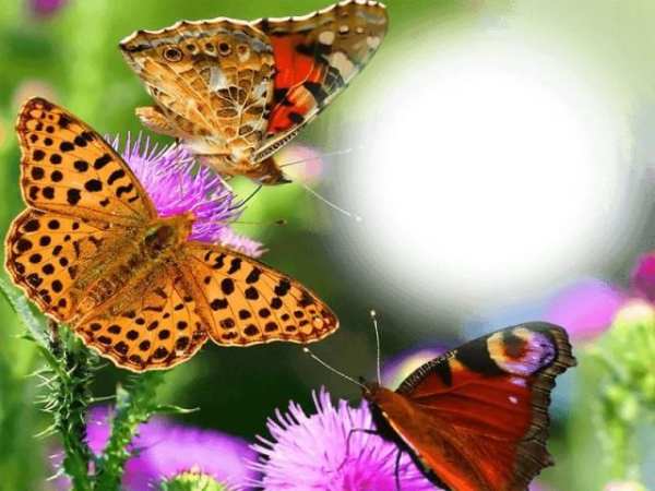Butterfly Photo Frames LWP screenshot 3