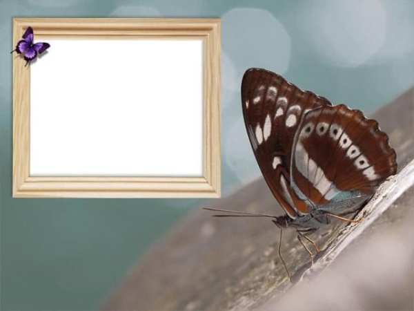 Butterfly Photo Frames LWP screenshot 2