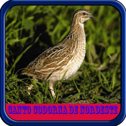 Canto Codorna de Nordeste Offline icon