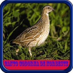 Canto Codorna de Nordeste ofli 1.0