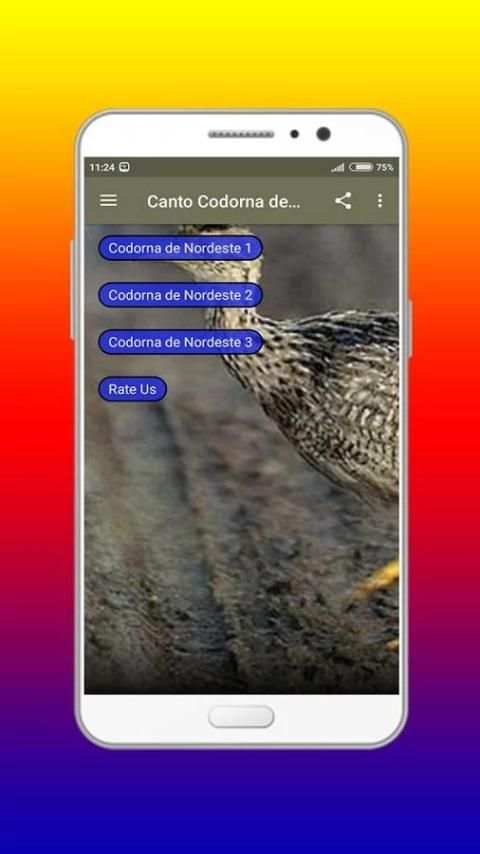 Canto Codorna de Nordeste Offline 4 تصوير الشاشة