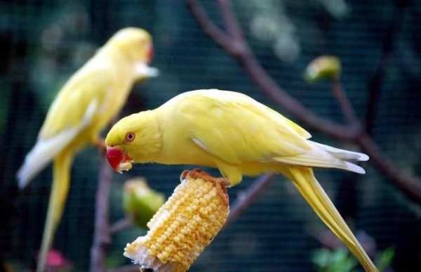 Parrot Bird HD Wallpaper स्क्रीनशॉट 2