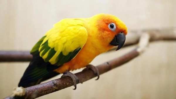 Parrot Bird HD Wallpaper स्क्रीनशॉट 7