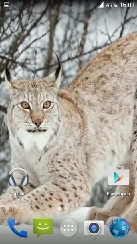 Lynx. Video Wallpaper screenshot 6