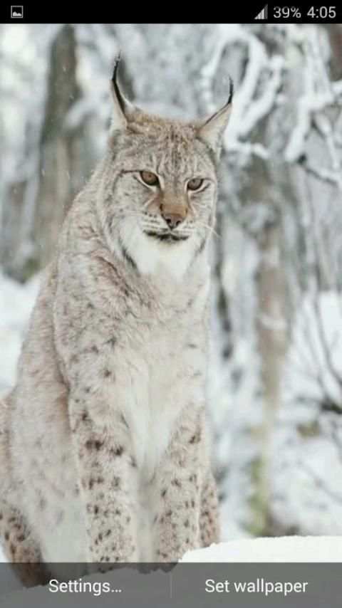 Lynx. Video Wallpaper screenshot 1
