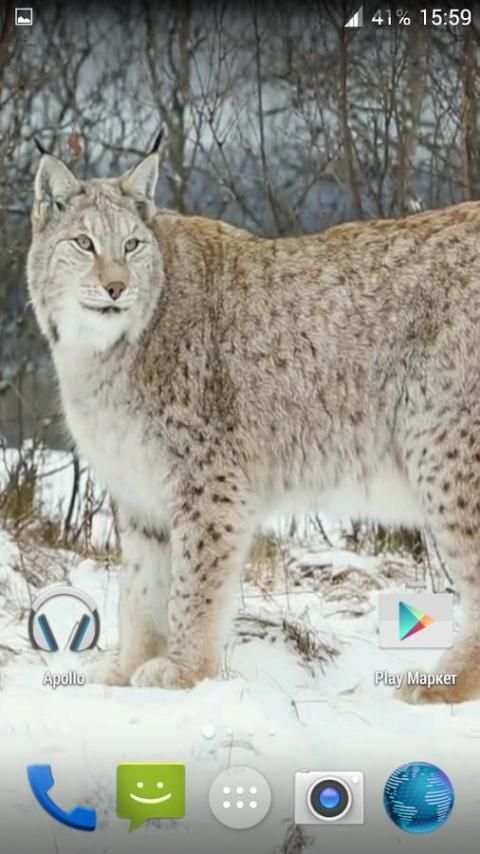 Lynx. Video Wallpaper screenshot 8