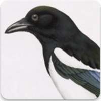 Black Billed Magpie Sound : Billed Magpie Singing on 9Apps