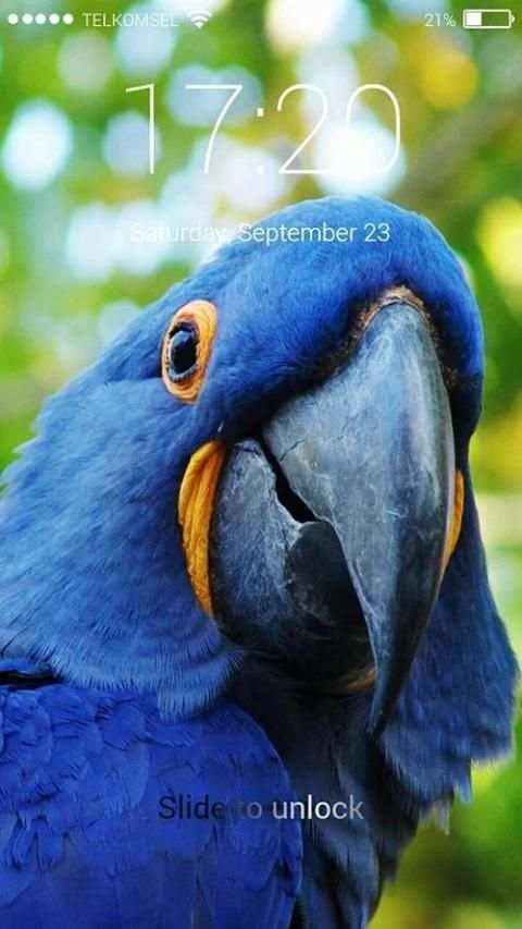 Parrot Lock Screen HD screenshot 5