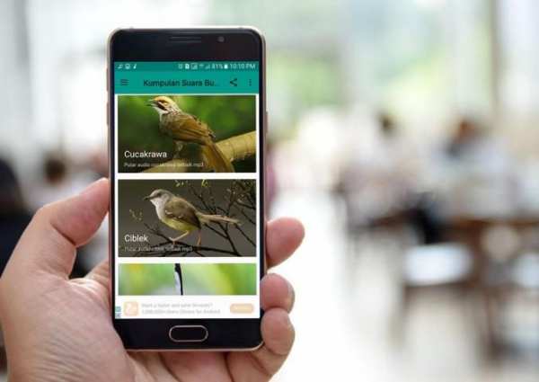 Kumpulan Suara Burung Offline скриншот 5
