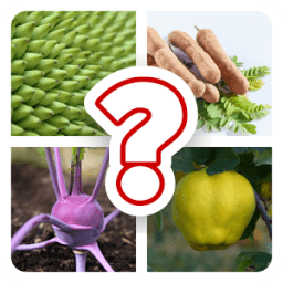 Name that Fruit and Vegetable icon