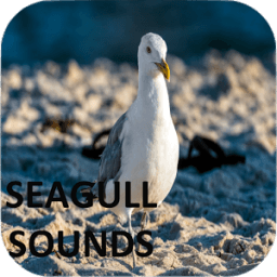 Seagull Sounds иконка