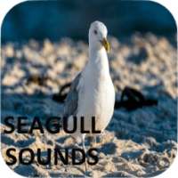 Seagull Sounds