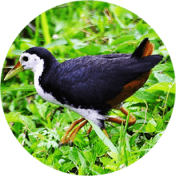 Wak Wak Pikat MP3 icon