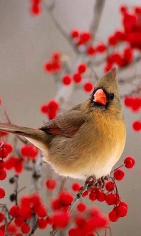Bird Live Wallpaper скриншот 1