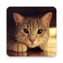 Cat Alarm and Ringtone Sounds icon