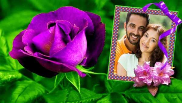 Rose Photo Frames 1 تصوير الشاشة