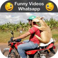 Funny Videos for Whatsapp