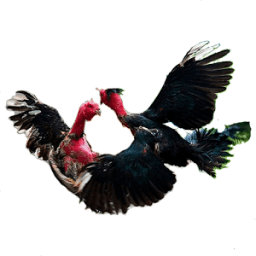 chicken fighting, ga choi أيقونة