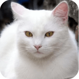 صور واتس اب وتويتر متجددة icon