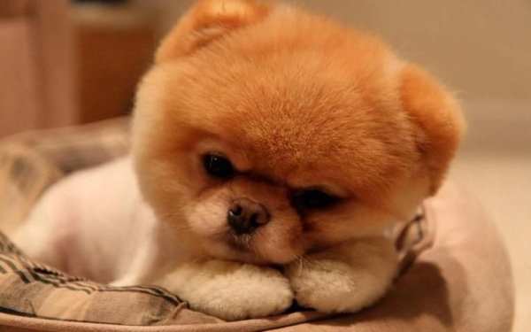 Puppy Wallpaper screenshot 3