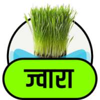 ज्वारे के फायदे on 9Apps