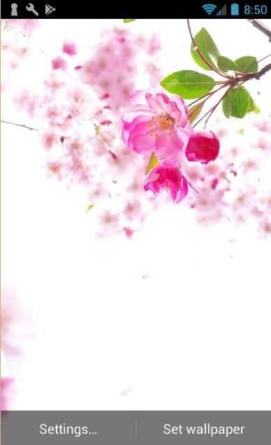Sakura Live Wallpaper 1 تصوير الشاشة