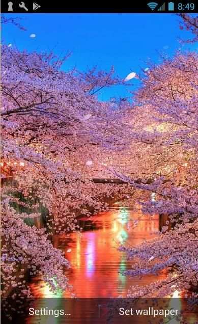 Sakura Live Wallpaper 2 تصوير الشاشة