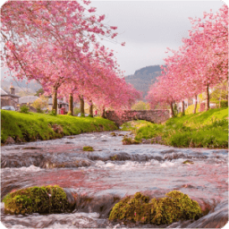 Sakura Live Wallpaper أيقونة