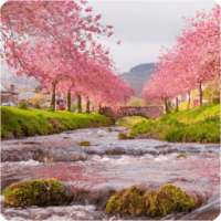 Sakura Live Wallpaper on 9Apps