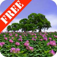 Clover Field Free