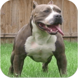 Pit Bull Imagenes HD आइकन
