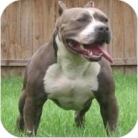 Pit Bull Imagenes HD on 9Apps