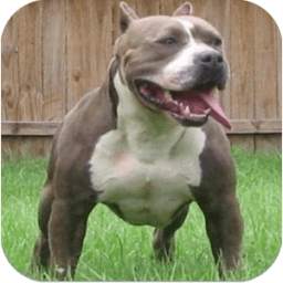 Pitbull Imagenes HD 1.1