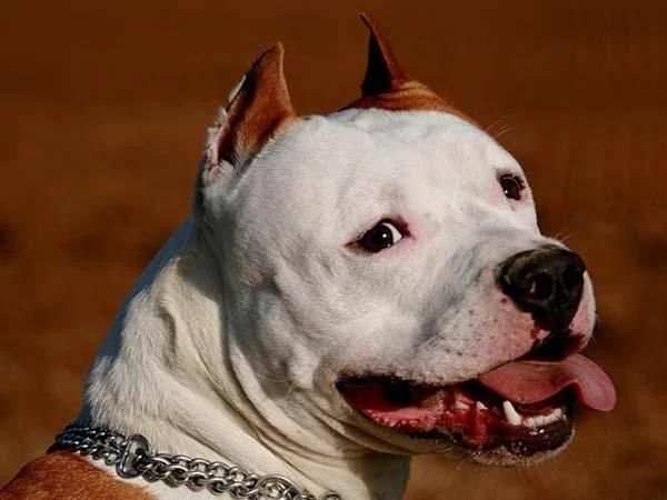 Pit Bull Imagenes HD स्क्रीनशॉट 4