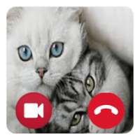 Call Video Prank Talking Cat