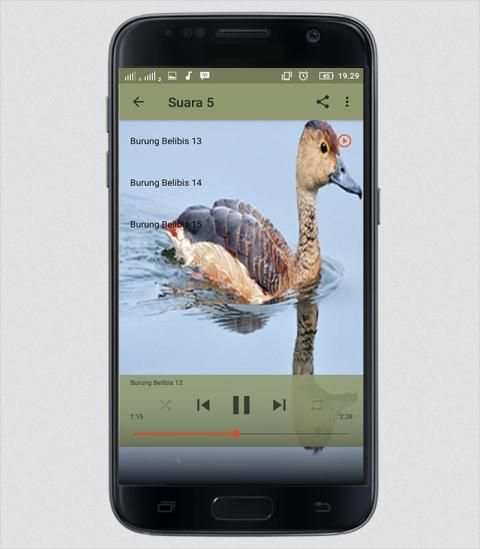 Suara Burung Belibis screenshot 3