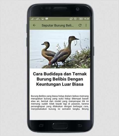 Suara Burung Belibis screenshot 2