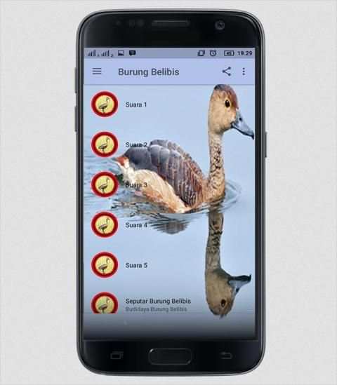 Suara Burung Belibis screenshot 5
