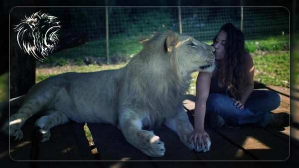 Wild Animal Photo Frame After effects 2 تصوير الشاشة