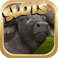 Slots Buffalo King