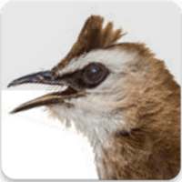 Yellow Vented Bulbul Song : Bulbul Bird Sound App